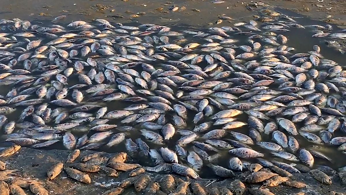 FDA uncovers mass dead fish at Tema Shipyard; cautions against consumption